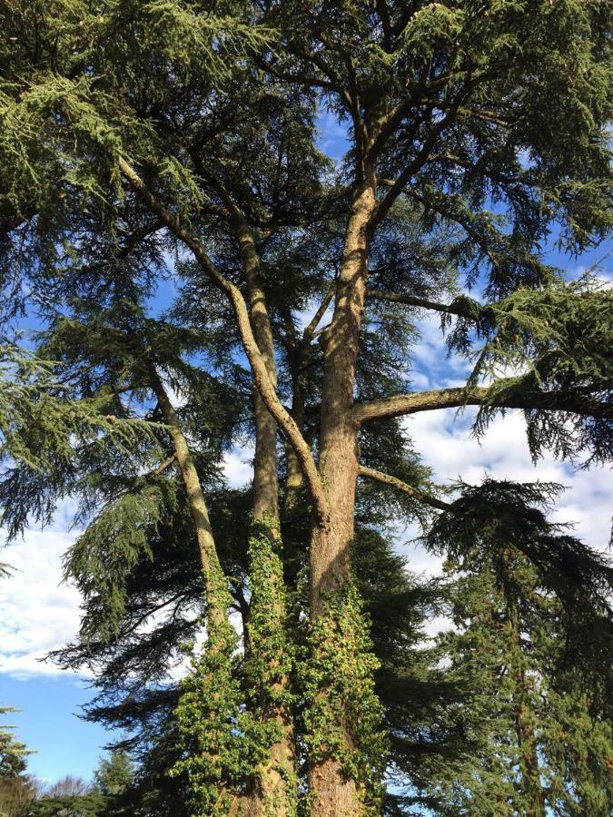 Bed and Breakfast Chateau D'Ardree Saint-Antoine-du-Rocher Exterior foto